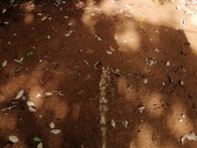 Peeing To Earth Soil 🌍_ how real men Urinate 💪_ bubbly pee 💦