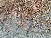 Soft Hairy Cock Pissing In The Woods