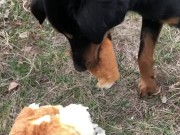 Feeding a hungry stray doggo