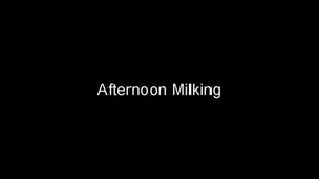 Afternoon Milking