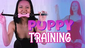 Puppy Training