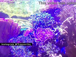 "The Lewd One" - Porn Story Audio