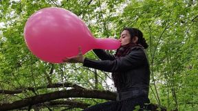 Blowing up and popping a huge balloon while sitting on a branch - Mishel Looner balloons