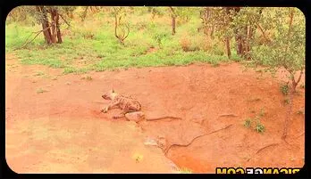 Ebony Babe's Wild Safari Van Adventure with Hung Tourist free streaming