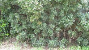 Femboy mastrubation. effeminate boy masturbation.