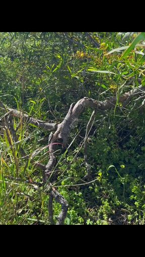 This Week - Stepdaddy’s Outdoor Adventures - Compilation Vol. 3